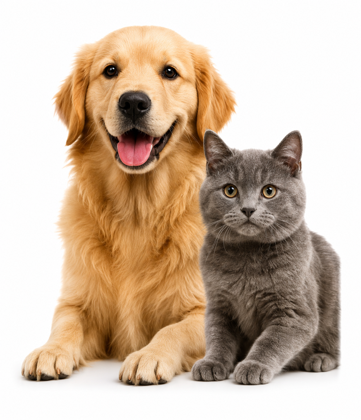 Anjing dan Kucing